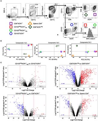 CD8+XCR1neg Dendritic Cells Express High Levels of Toll-Like Receptor 5 and a Unique Complement of Endocytic Receptors